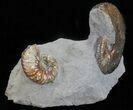 Hoploscaphities Ammonite Double - South Dakota #60236-1